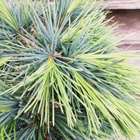 Céder libanonský HedgeHog, Cedrus libani , na kmeni 50 - 60 cm, kontajner 3l