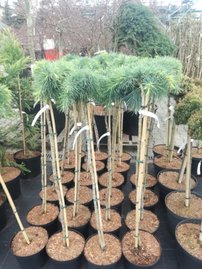 Céder libanonský HedgeHog, Cedrus libani , na kmeni 50 - 60 cm, kontajner 3l
