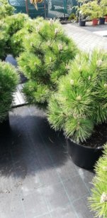 Borovica čierna Helga, Pinus nigra, 30 – 70 cm, kontajner 4l