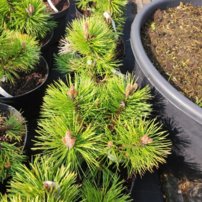 Borovica čierna Helga, Pinus nigra, 30 – 70 cm, kontajner 4l