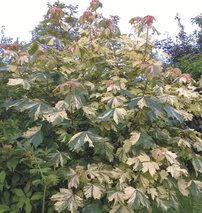 Javor horský Hermitage, Acer pseudoplatanus, 180 – 220 cm, kontajner 7l