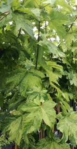 Javor horský Hermitage, Acer pseudoplatanus, 180 – 220 cm, kontajner 7l