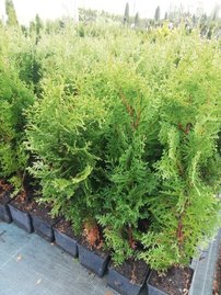 Tuja západná Holmstrup , Thuja occidentalis 40 - 60 cm, kont. 3l