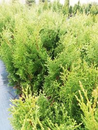 Tuja západná Holmstrup , Thuja occidentalis 40 - 60 cm, kont. 3l