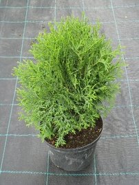 Tuja západná Hoseri,  Thuja occidentalis 30 - 40 cm, kont. 3l