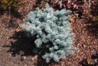 Smrek pichľavý Hoto, Picea pungens, 30 - 40 cm, kont. 2l