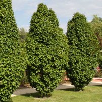 Hrab obyčajný Fastigiata, Carpinus betulus, +300 cm, kont. 25l