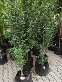 Hrab obyčajný Fastigiata, Carpinus betulus, +300 cm, kont. 25l