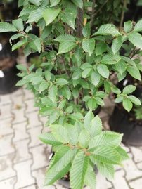 Hrab obyčajný Fastigiata, Carpinus betulus, +300 cm, kont. 25l
