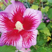 Ibištek bahenný Mauvelous , Hibiscus moscheutos, 40 – 60 cm, kontajner 3l