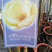 Magnólia Honey Tulip, Magnolia, + 250 cm, kont. 20l