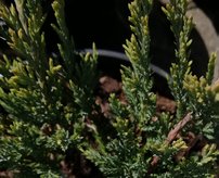 Borievka rozprestretá Hugh, Juniperus horizontalis 30 - 50 cm, kont. 3l