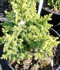 Borievka pingii Hulsdonk Yellow, Juniperus pingii 20 - 30 cm, kont. 3l