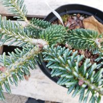 Jedľa kórejská Blue Emperor, Abies koreana 20 - 30 cm, kont. 3l