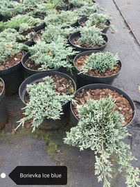 Borievka Ice Blue, Juniperus horizontalis, kontajner 3l, 10–15 cm