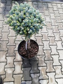 Jedla korejska Kohout’s Ice Breaker Abies koreana ,  C5 30-70 cm