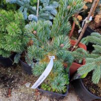 Borovica drobnokvetá Ichi-no-se, Pinus parviflora, kontajner C3 ,20-30 cm