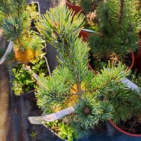 Borovica drobnokvetá Ichi-no-se, Pinus parviflora, kontajner C3 ,20-30 cm