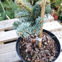 Jedľa kórejská Blue Emperor, Abies koreana 20 - 30 cm, kont. 3l