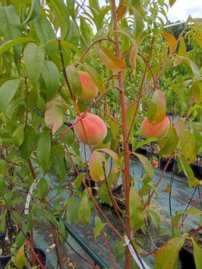 Broskyňa Inka, Prunus persica, 160 – 170 cm. kont. 10 l.