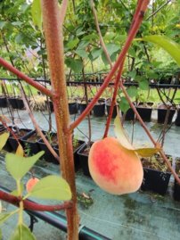 Broskyňa Inka, Prunus persica, 160 – 170 cm. kont. 10 l.