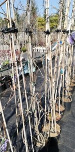 Wisteria vznešená Ikoyama Fuji, Wisteria floribunda, +170 cm, kontajner 10l