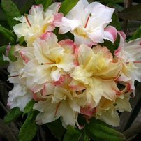 Azalka  Cannon´s Double Azalea 40 - 60 cm, kont 4l