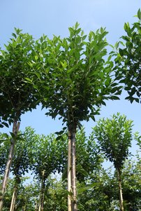 Čerešňa krovitá Umbraculifera,	Prunus eminens 120 - 180 cm, kont. 5I