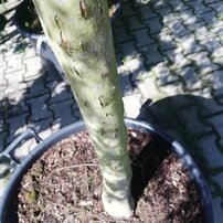 Javor dlaňolistý Inaba Shidare,  Acer palmatum dissectum , kont 100l