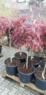 Javor dlaňolistý Inaba Shidare,  Acer palmatum dissectum ,  kmeň 120 – 140 cm, kont 30 l