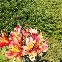 Alstroemeria Indian Summer, Alstroemeria aurantiaca, kont. 2l.