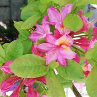 Azalka Itowa, Azalea 30 - 50 cm, kont. 5l