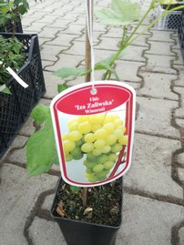 Vinič hroznorodý Iza Zaliwska, Vitis labrusca, kontajnerovaná sadenica 1l