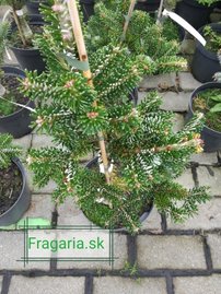 Jedľa arnoldová Ján Pavol II, Abies x arnoldiana, kontajner 3l, výška 30 – 35 cm