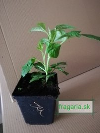 Malina Jantár, Rubus idaeus 10 - 45 cm kont.1l