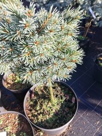 Smrek Engelmannov Jasper, Picea engelmannii, 30 – 60 cm na kmeni, kontajner 5l