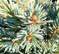 Smrek Engelmannov Jasper, Picea engelmannii, 30 – 60 cm na kmeni, kontajner 5l