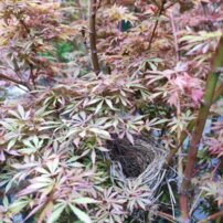 Javor dlaňovitolistý Jerre Schwartz'  , Acer palmatum , kmeň + 120 cm, kontajner C 4