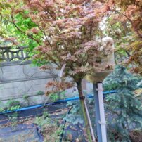 Javor dlaňovitolistý Jerre Schwartz'  , Acer palmatum , kmeň + 120 cm, kontajner C 4