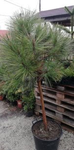 Borovica jeffreyova Joppi, Pinus jeffreyi Joppi, +130 cm, kont. 20l