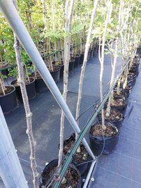 Jarabina Joseph Rock, Sorbus, + 300 cm, kont. 40l