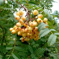 Jarabina Joseph Rock, Sorbus, + 300 cm, kont. 40l