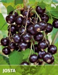 Josta,  Ribes × nidigrolaria, kontajner