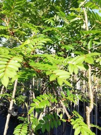 Jarabina Joseph Rock, Sorbus, + 300 cm, kont. 40l