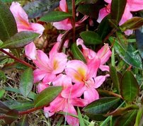 Azalka Juniduft, Azalea 30 - 40 cm, kont. 5l