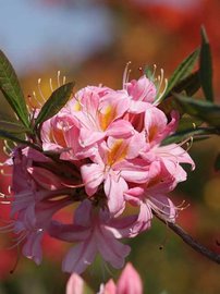 Azalka Juniduft, Azalea 30 - 40 cm, kont. 5l