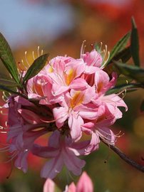 Azalka Juniduft, Azalea 30 - 40 cm, kont. 5l