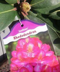 Rododendron Kalinka, Rhododendron 20 - 30 cm, kont. 5l