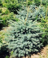 Smrek pichľavý Kaibab, Picea pungens 25 - 35 cm, kont. 3l