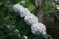 Kalina japonská Grandiflorum, Viburnum plicatum, 140 – 160 cm na kmeni, kont. 5l